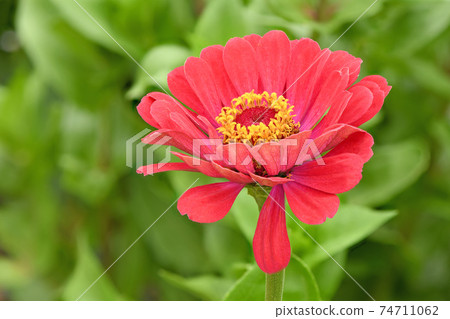 Red colored zinnia Red colored zinnia 74711062