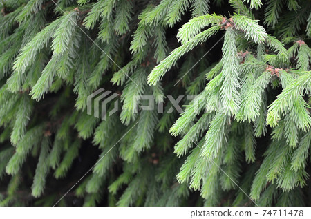 Fluffy green fir tree brunch close up. Christmas wallpaper concept with copy space Fluffy green fir tree brunch close up. Christmas wallpaper concept with copy space 74711478