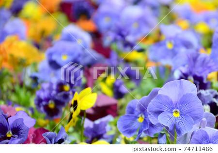 Multicolor pansy flowers or pansies close up as background or card Multicolor pansy flowers or pansies close up as background or card 74711486