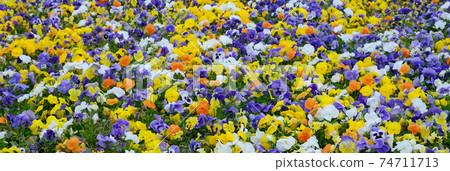 Multicolor pansy flowers or pansies close up as background or card 74711713