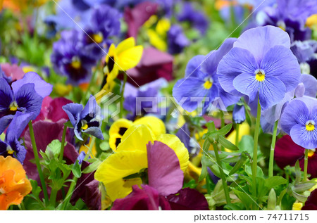 Multicolor pansy flowers or pansies close up as background or card 74711715