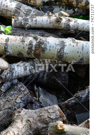 Closeup of firewood from old poplar with rough white bark Closeup of firewood from old poplar with rough white bark 74711737