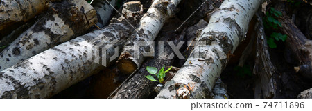 Closeup of firewood from old poplar with rough white bark Closeup of firewood from old poplar with rough white bark 74711896