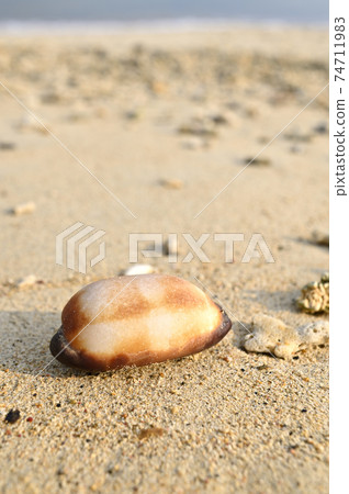 Taldakara, a shell of a cypraea washed ashore on the sandy beach of Amami Oshima Taldakara, a shell of a cypraea washed ashore on the sandy beach of Amami Oshima 74711983