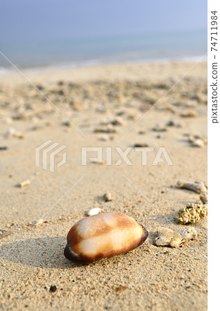 Taldakara, a shell of a cypraea washed ashore on the sandy beach of Amami Oshima Taldakara, a shell of a cypraea washed ashore on the sandy beach of Amami Oshima 74711984