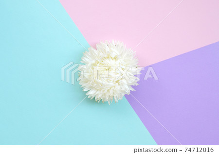 White Chrysanthemum flower on pastel blue pink and lilac background top view White Chrysanthemum flower on pastel blue pink and lilac background top view 74712016