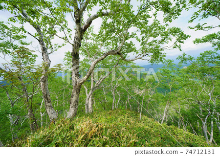 Daikekamba Forest Daikekamba Forest 74712131