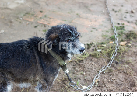 Black dog on the chain in the yard 74712244