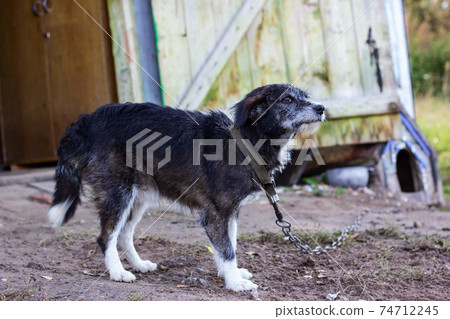 Black dog on the chain in the yard 74712245