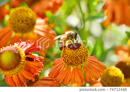Bee collecting nectar from orange flower. Bee collecting nectar from orange flower. 74712486
