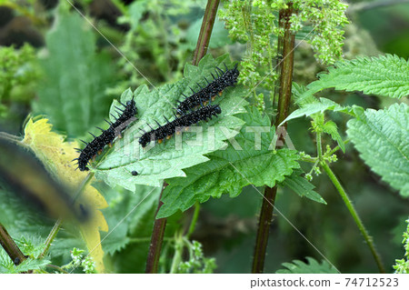 Peacock butterfly caterpillar 74712523