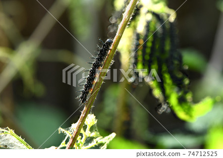 Peacock butterfly caterpillar 74712525