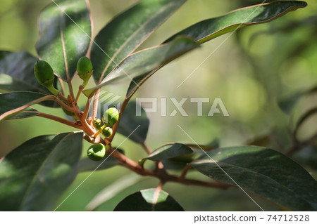 Hamabiwa fruit Hamabiwa fruit 74712528