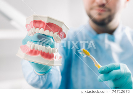A model of a human jaw with teeth and a toothbrush in the dentist's hand A model of a human jaw with teeth and a toothbrush in the dentist's hand 74712673