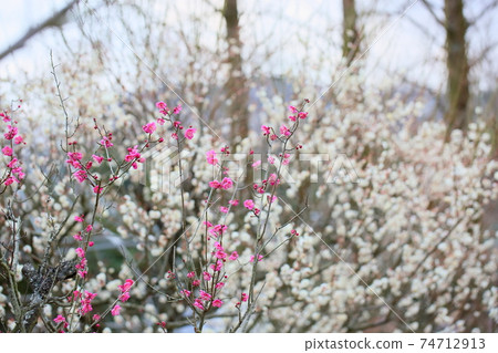 Plum blossom single cold 74712913