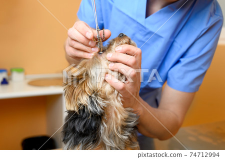 Male professional veterinarian doctor examining dog eye. Male professional veterinarian doctor examining dog eye. 74712994
