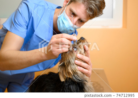 Male professional veterinarian doctor examining dog eye. Male professional veterinarian doctor examining dog eye. 74712995