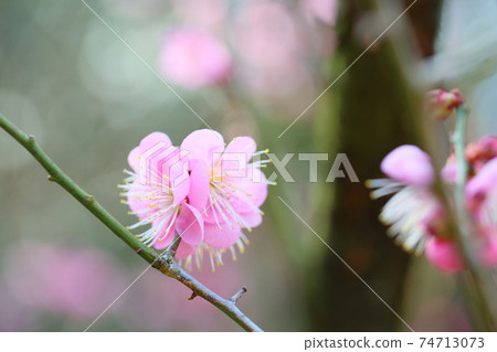 梅花高知 梅花高知 74713073