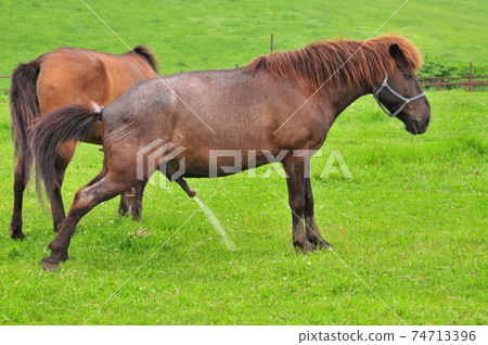 Horses peeing in the meadow (Kirigamine Plateau) Horses peeing in the meadow (Kirigamine Plateau) 74713396