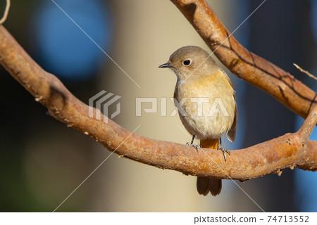 可愛的冬季鳥類達里安Redstart 可愛的冬季鳥類達里安Redstart 74713552