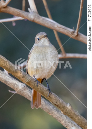 Adorable winter bird Daurian Redstart Adorable winter bird Daurian Redstart 74713691