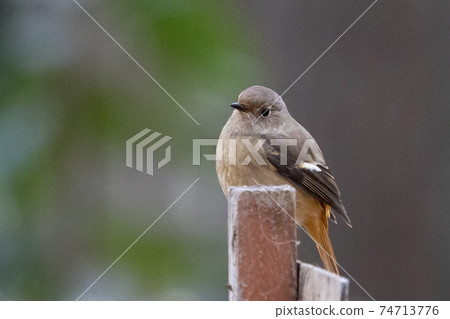 可愛的冬季鳥類達里安Redstart 可愛的冬季鳥類達里安Redstart 74713776