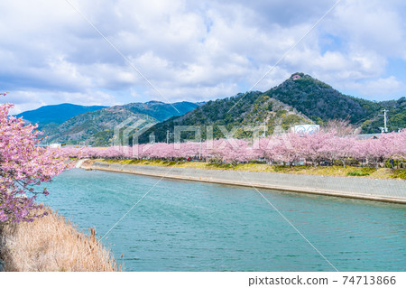 日本的春天伊豆川津町的櫻花樹 照片素材 圖片 圖庫