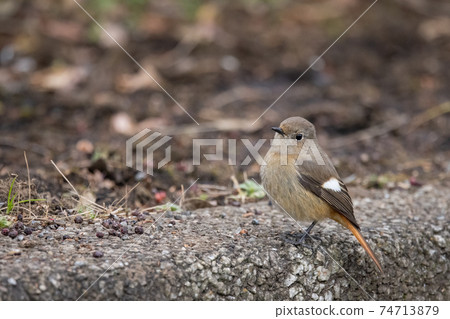 Adorable winter bird Daurian Redstart Adorable winter bird Daurian Redstart 74713879