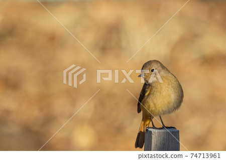 可愛的冬季鳥類達里安Redstart 可愛的冬季鳥類達里安Redstart 74713961