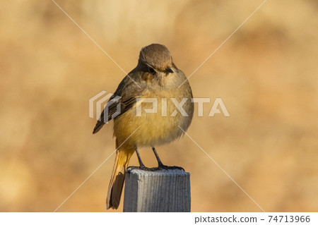可愛的冬季鳥類達里安Redstart 可愛的冬季鳥類達里安Redstart 74713966