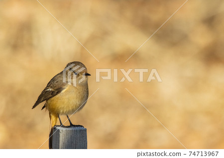 可愛的冬季鳥類達里安Redstart 可愛的冬季鳥類達里安Redstart 74713967
