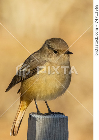 可愛的冬季鳥類達里安Redstart 可愛的冬季鳥類達里安Redstart 74713968