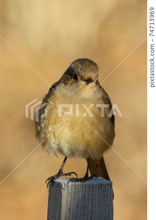 可愛的冬季鳥類達里安Redstart 可愛的冬季鳥類達里安Redstart 74713969