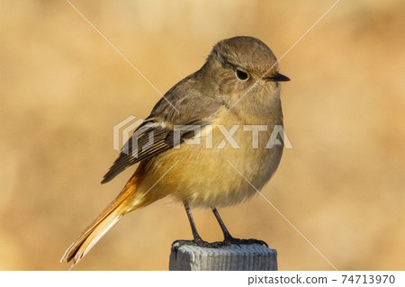 可愛的冬季鳥類達里安Redstart 可愛的冬季鳥類達里安Redstart 74713970