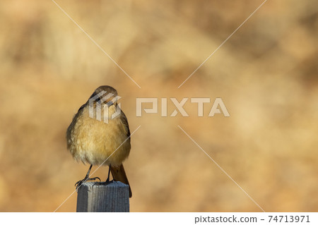 可愛的冬季鳥類達里安Redstart 可愛的冬季鳥類達里安Redstart 74713971