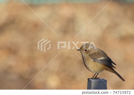 可愛的冬季鳥類達里安Redstart 可愛的冬季鳥類達里安Redstart 74713972