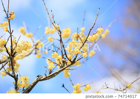 Lobai flower Lobai flower 74714017