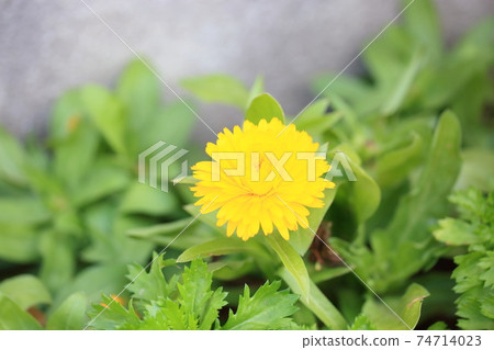 金盞花 金盞花 74714023