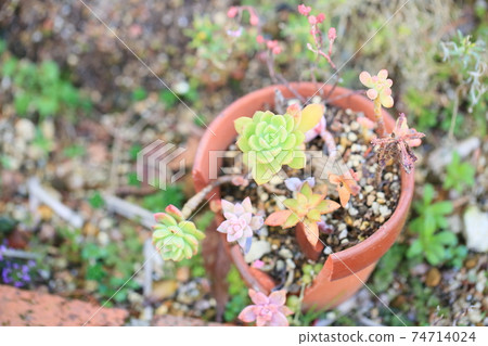 仙人掌花 仙人掌花 74714024