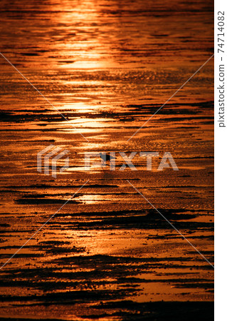 鳥兒在夕陽下散步 74714082