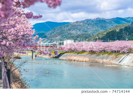 日本的春天伊豆川津町的櫻花樹 照片素材 圖片 圖庫