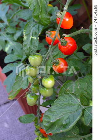 Cherry tomatoes grown vigorously in a planter 74714269