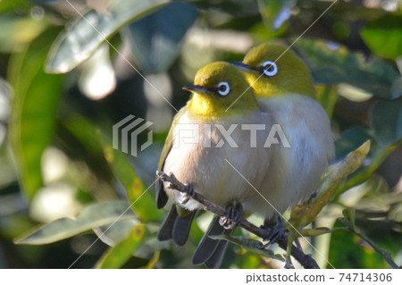 Two cute white-eyes that bring their bodies together to survive the cold 74714306