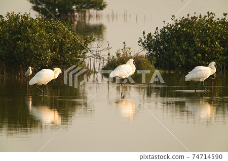 This is a wetland inhabited by some resident birds or winter migratory birds including Black-faced spoonbills, Grey Egrets Chinese Egrets black-winged stilts, Sandpipers, ducks, cormorants and so on. This is a wetland inhabited by some resident birds or winter migratory birds including Black-faced spoonbills, Grey Egrets Chinese Egrets black-winged stilts, Sandpipers, ducks, cormorants and so on. 74714590