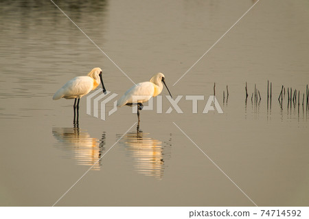 This is a wetland inhabited by some resident birds or winter migratory birds including Black-faced spoonbills, Grey Egrets Chinese Egrets black-winged stilts, Sandpipers, ducks, cormorants and so on. This is a wetland inhabited by some resident birds or winter migratory birds including Black-faced spoonbills, Grey Egrets Chinese Egrets black-winged stilts, Sandpipers, ducks, cormorants and so on. 74714592
