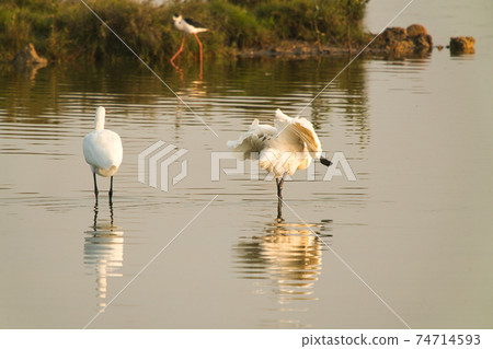 This is a wetland inhabited by some resident birds or winter migratory birds including Black-faced spoonbills, Grey Egrets Chinese Egrets black-winged stilts, Sandpipers, ducks, cormorants and so on. This is a wetland inhabited by some resident birds or winter migratory birds including Black-faced spoonbills, Grey Egrets Chinese Egrets black-winged stilts, Sandpipers, ducks, cormorants and so on. 74714593