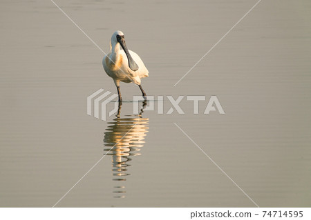 This is a wetland inhabited by some resident birds or winter migratory birds including Black-faced spoonbills, Grey Egrets Chinese Egrets black-winged stilts, Sandpipers, ducks, cormorants and so on. This is a wetland inhabited by some resident birds or winter migratory birds including Black-faced spoonbills, Grey Egrets Chinese Egrets black-winged stilts, Sandpipers, ducks, cormorants and so on. 74714595
