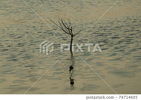 This is a wetland inhabited by some resident birds or winter migratory birds including Black-faced spoonbills, Grey Egrets Chinese Egrets black-winged stilts, Sandpipers, ducks, cormorants and so on. This is a wetland inhabited by some resident birds or winter migratory birds including Black-faced spoonbills, Grey Egrets Chinese Egrets black-winged stilts, Sandpipers, ducks, cormorants and so on. 74714605