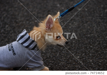 Pomerian and Chihuahua half dog puppy 74714652