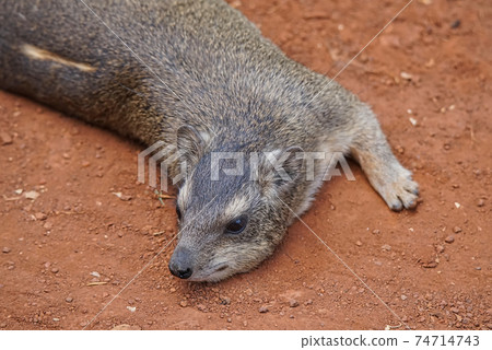 A Rock Hyrax(Cape Hyrax) lay on the land. Large numbers of animals migrate to the Masai Mara National Wildlife Refuge in Kenya, Africa. 2016. 74714743